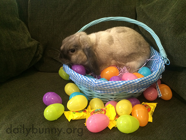 It's the Daily Bunny's Easter 2015 Mega-Post, Part Two! 7