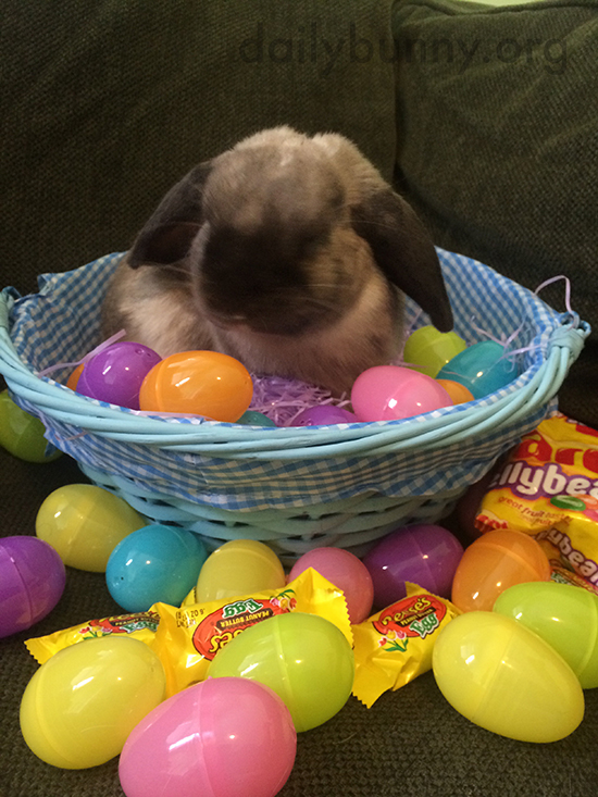 It's the Daily Bunny's Easter 2015 Mega-Post, Part Two! 8