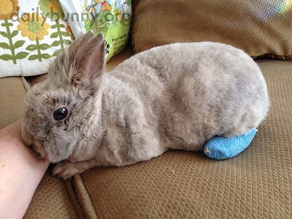Bunny Recovers from an Injury Sustained by Overzealous Thumping 1