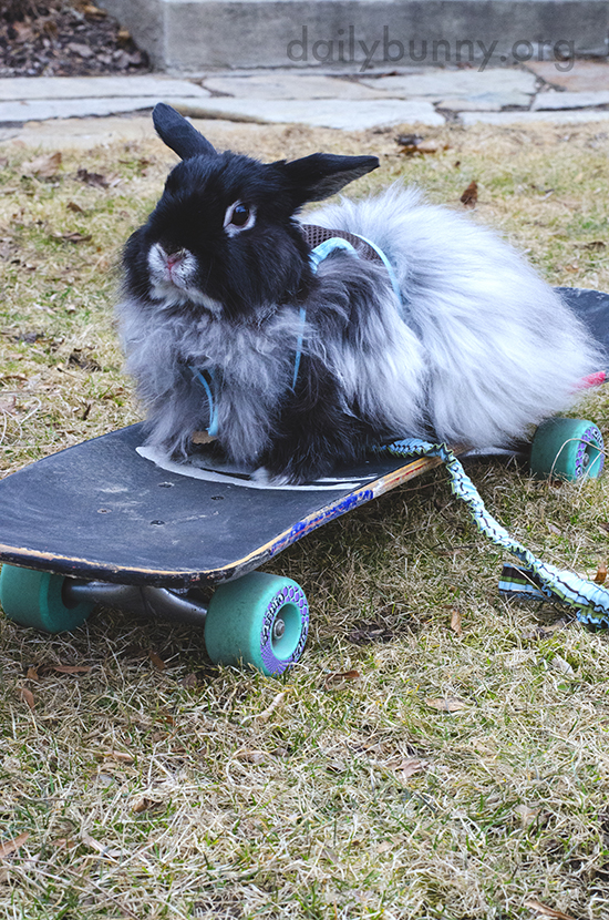 Bunny Can Show the Kids at the Skate Park a Thing or Two
