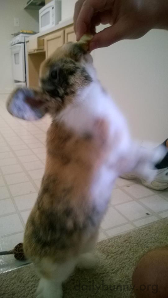 Bunny Reaches Up, Up, Up for a Treat