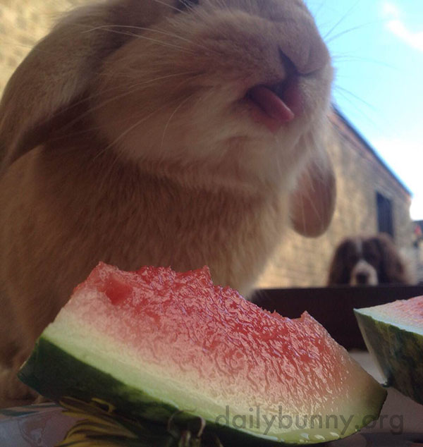 Bunny Enjoys Some Nice Watermelon While the Dog Watches on in Envy