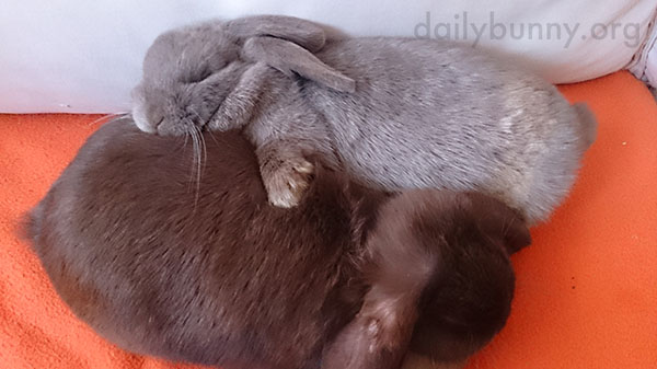 Bunny Holds Her Friend Close During a Nap