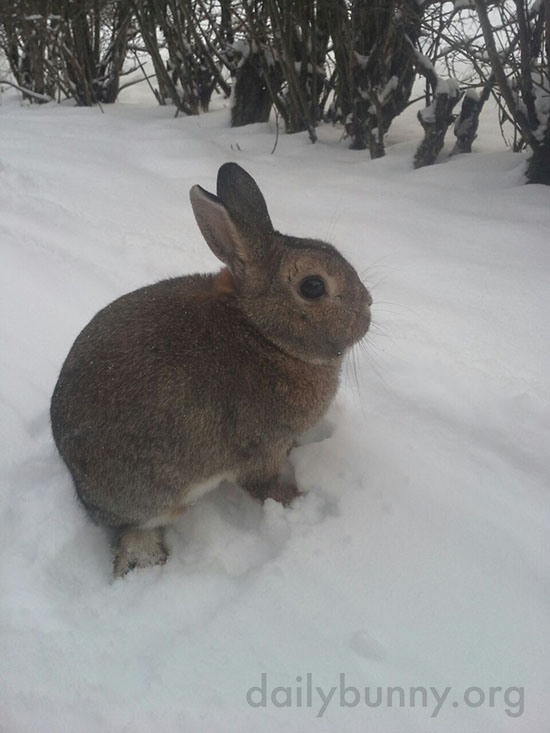 Bunny Has Seen the Snow and Prefers the House Instead