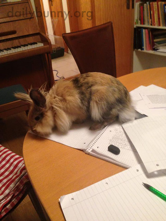 Bunny Checks His Human's Homework for Errors