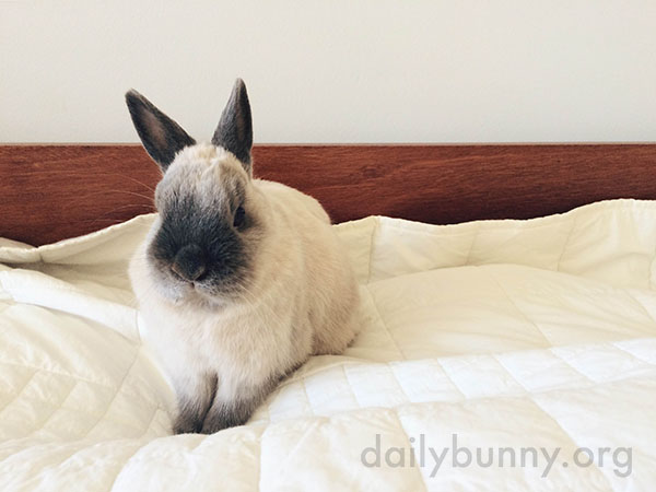Bunny's Found a Good Place to Supervise the Room From