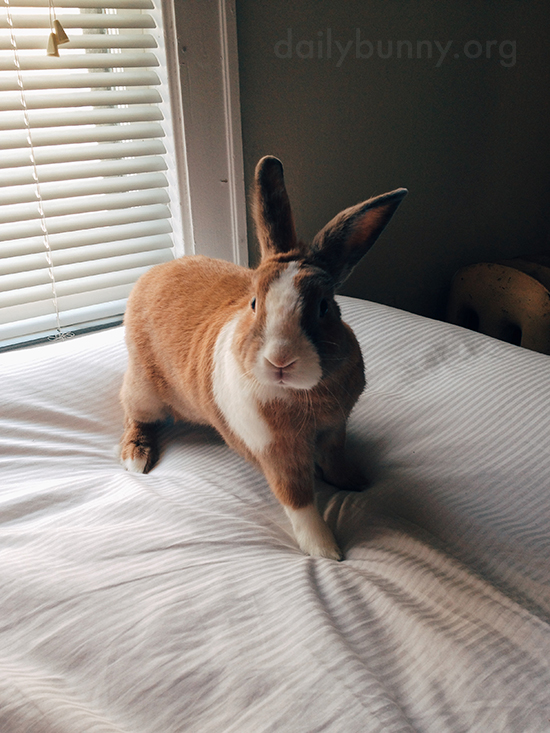 Bunny Helps His Human Smooth Out the Bedsheet