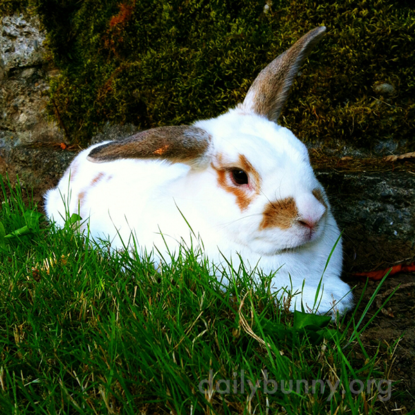 Bunny Relaxes in the Cool Grass