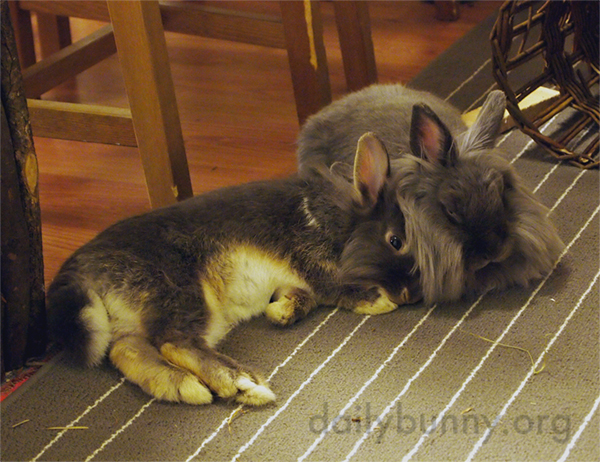 Bunnies Very Contentedly Share Some Snuggle Time