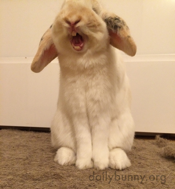 A Yawn Can Make a Cute Bunny Look Fearsome, Then Cute Again 1