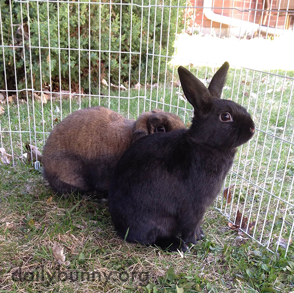 Bunny Turns Her Distracted Friend's Attention Back to Where It Should Be 2