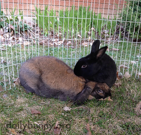 Bunny Turns Her Distracted Friend's Attention Back to Where It Should Be 3