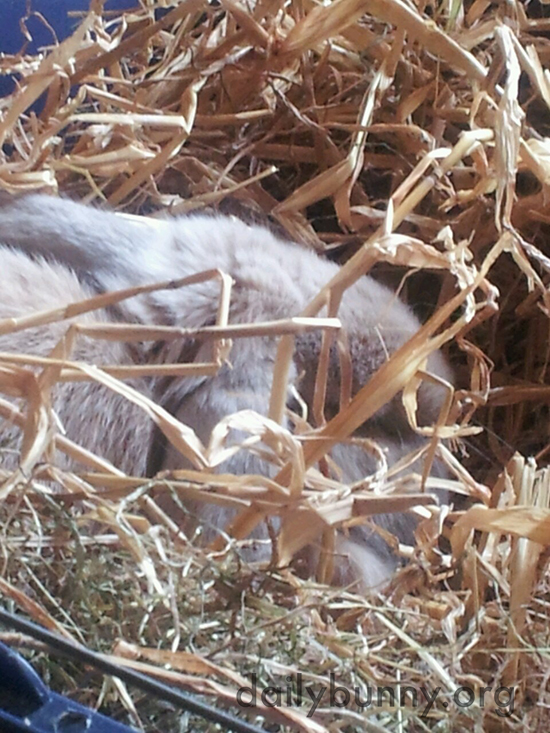 Bunny Naps in a Big Fluffy Pile of Hay and Grass