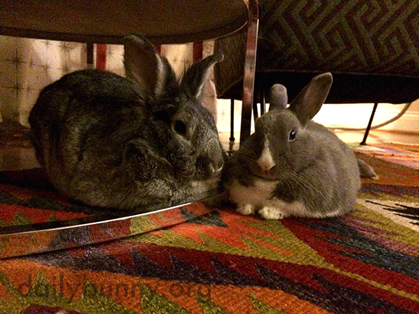 Bunnies Loaf Around Under the Table