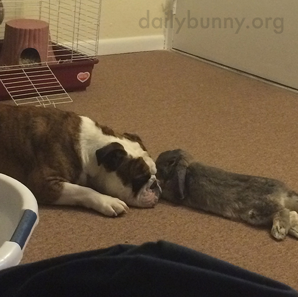 Bunny and the Dog Relax Nose-to-Nose