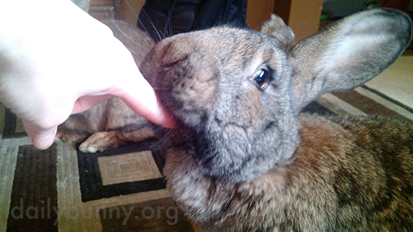 Bunny Receives Attention to His Chin