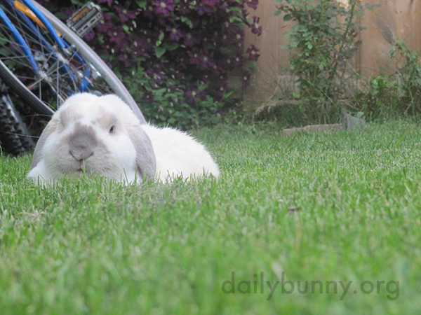 Bunnies Quietly Enjoy the Backyard 1