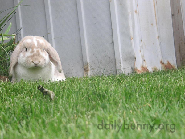Bunnies Quietly Enjoy the Backyard 2