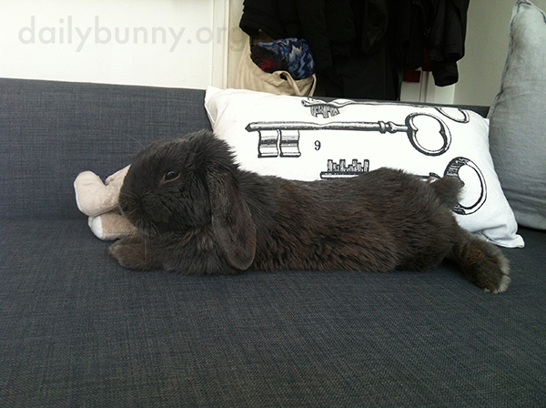Bunny Takes Advantage of the Sofa Space and Stretches Out