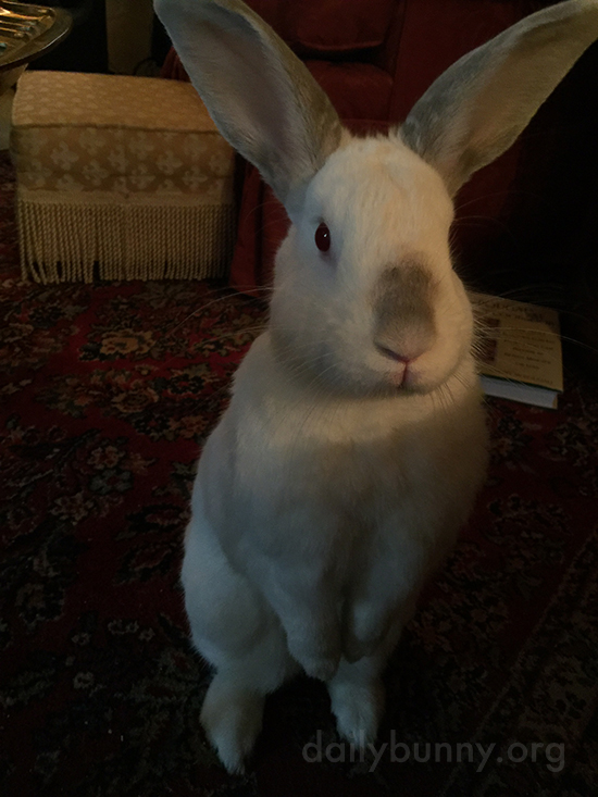 Bunny Very Intently Watches His Human in Hopes of a Treat