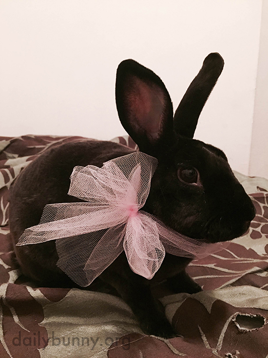 Bunny Is All Dressed Up for a Fancy Dinner Date at the Refrigerator