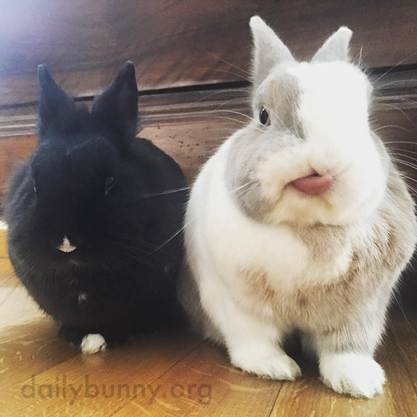 Bunny's Party Trick Is Touching His Tongue to His Nose