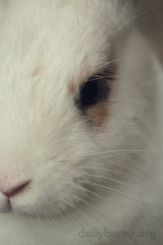 Closeup of Bunny's Soft Fur and Whiskers