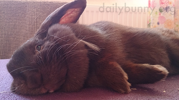 Flopped Bunny Is an Accomplished Relaxer