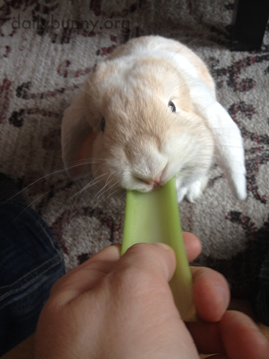 Bunny Samples His Human's Celery Stick