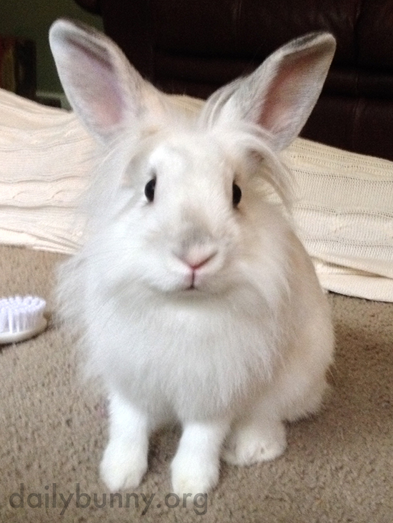 Bunny Attempts to Telepathically Communicate Her Desire for Treats to Human