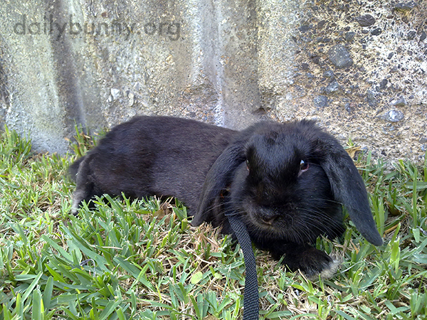Bunny Has a Relaxing Lie-Down in the Garden