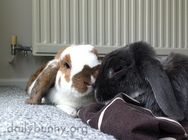 Bunnies Snuggle Face-to-Face and Side-by-Side 1