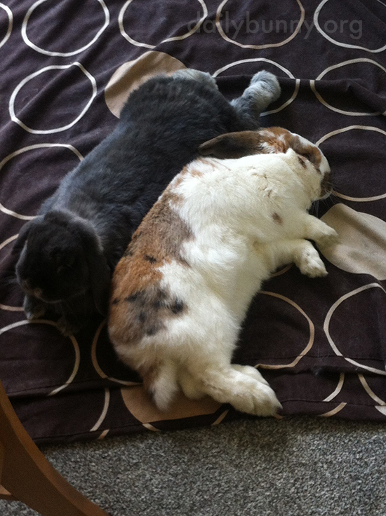 Bunnies Snuggle Face-to-Face and Side-by-Side 2