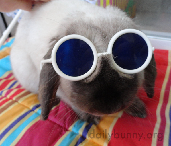 Bunny's Ready to Go to the Beach and Get Digging!