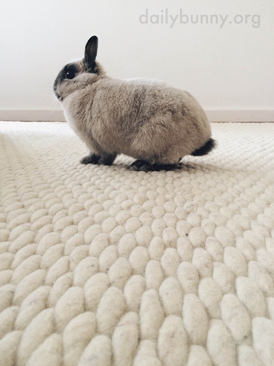 Bunny Suddenly Has Lots More Traction for Efficient Binkying