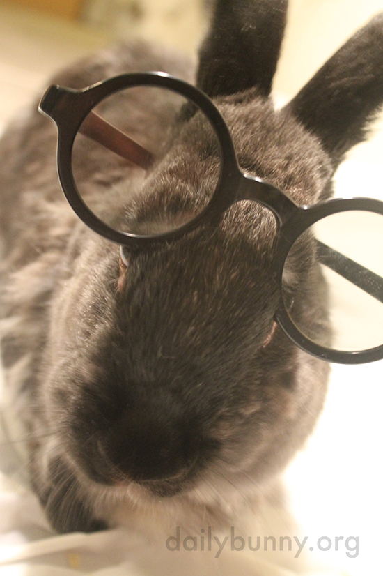 Bunny, You Look Very Smart in Those Glasses