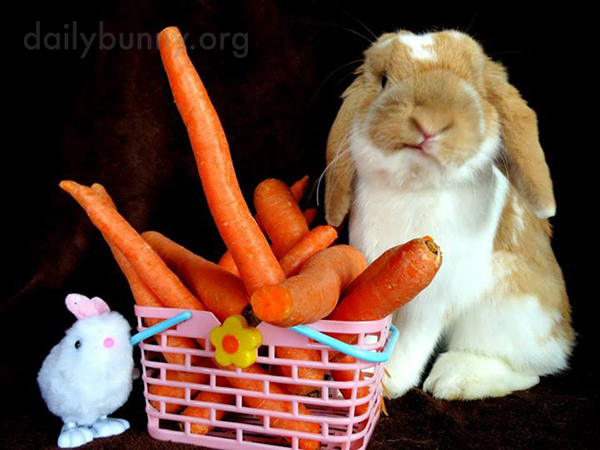 Bunny Needs Some Greens to Go with These Carrots
