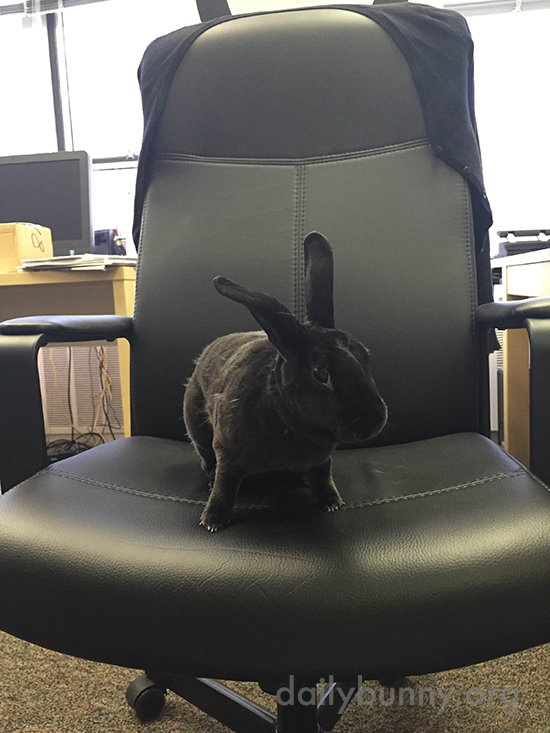 Have a Seat. Now, Why Should I Hire You as My Human?