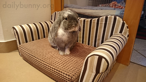 Bunny-Sits-on-His-Bunny-Sized-Sofa-1