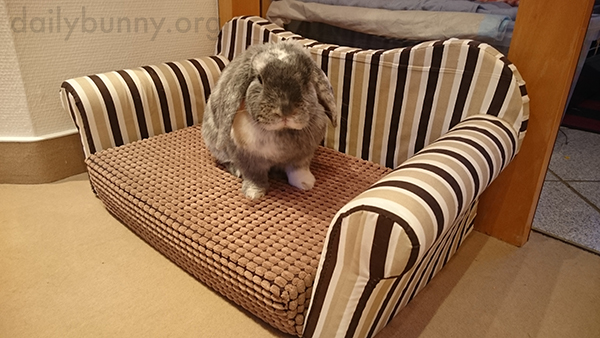 Bunny-Sits-on-His-Bunny-Sized-Sofa-2