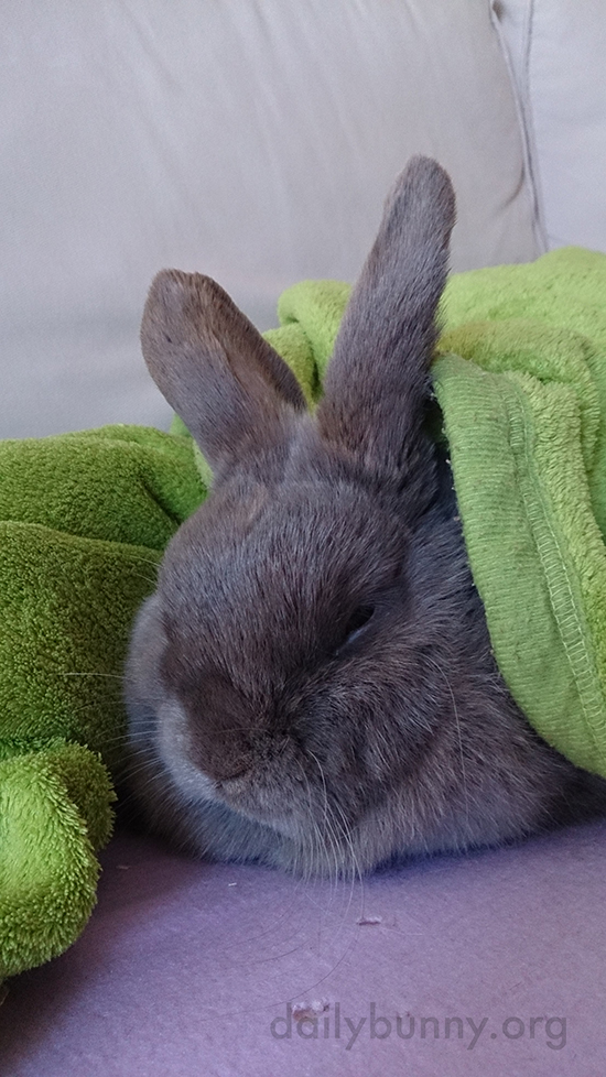 Bunny Naps Cozied Up in Her Favorite Blanket