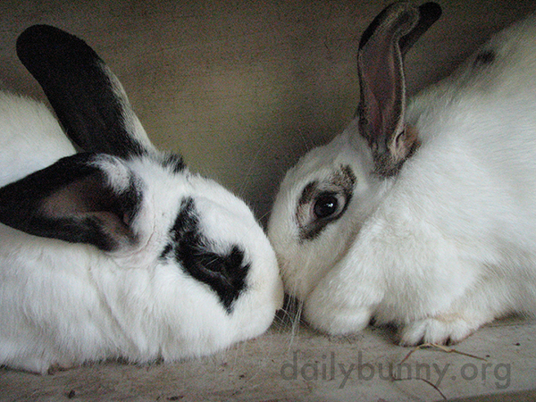 Bunnies Touch Noses
