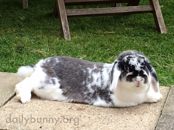 Independent Bunny Can Now Visit the Garden Whenever She Feels Like It
