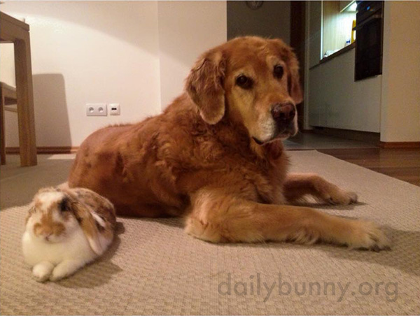Bunny and the Dog Relax Together on the Floor