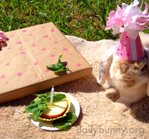 Bunny Is the Guest of Honor at Her Party 1