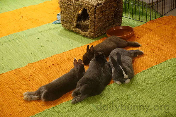 Bunnies Stretch Out and Relax Together