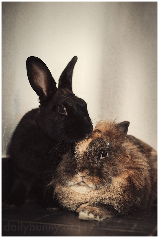 Bunnies Pose for a Seriously Formal Portrait