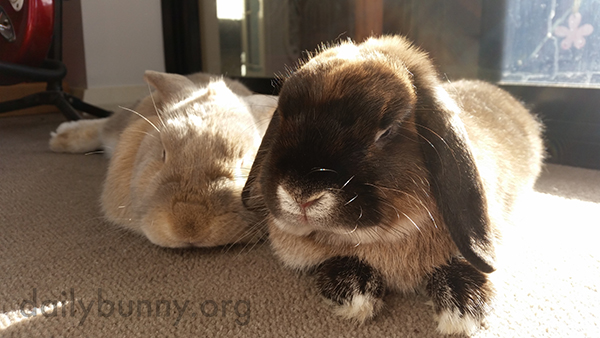 Bunnies Lounge in a Sunbeam