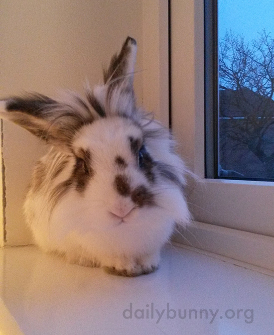 From the Windowsill, Bunny Can Supervise Goings-On Both Inside and Outside 1