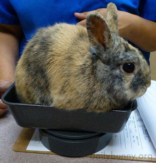Bunny Gets Weighed at the Vet